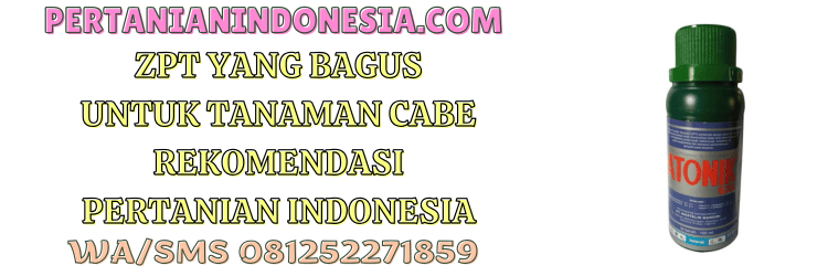 zpt,bagus,cabe,zat pengatur tumbuh,pertanian indonesia